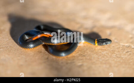 Pacific Ring-necked Snake - Diadophis punctatus amabilis. Stock Photo