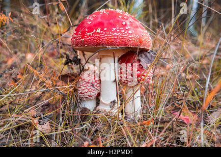 Fly-agaric in a forest, closeup mushroom in the grows Stock Photo