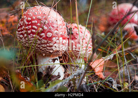 two spotted toadstools in the woods grows Stock Photo