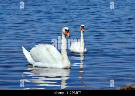 Two white mute Swan swimming on the lake Stock Photo