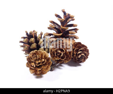 Five natural pine cones isolated on white background, close-up Stock Photo