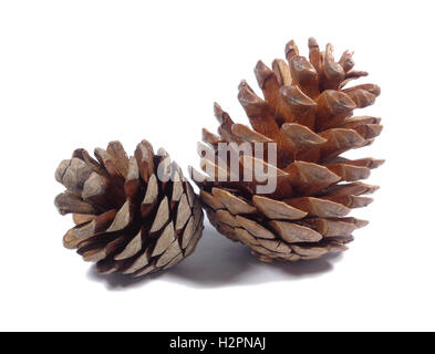 Close-up of two natural pine cones isolated on white background Stock Photo