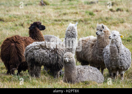A herd of alpacas in high Andes Mountain. Ecuador, South America. Stock Photo