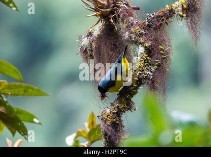 A Hooded Mountain Tanager (Buthraupis montana) caught a bug in cloud forest. Ecuador, South America. Stock Photo