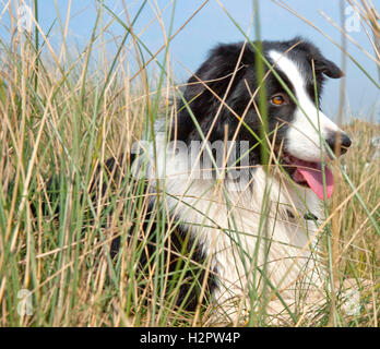 Border collie lying in reeds on beach, with his tongue out Stock Photo