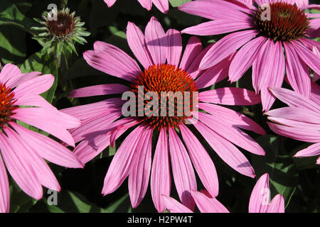 Blooming medicinal herb echinacea purpurea or coneflower at a garden close up