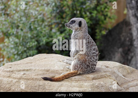 Meercat on sentry duty. Stock Photo