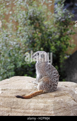 Meercat on sentry duty. Stock Photo