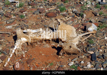 Kangaroo dead in the bush of Western Australia Stock Photo