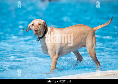 dog, Labrador retriever, standing in swimming pool, blue water Stock Photo