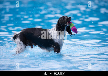 Dog fetching toy in swimming pool, blue water Stock Photo