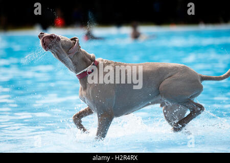 Dog, Weimaraner, in swiming pool, shaking Stock Photo