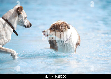 Two dogs meeting in a swimming pool Stock Photo