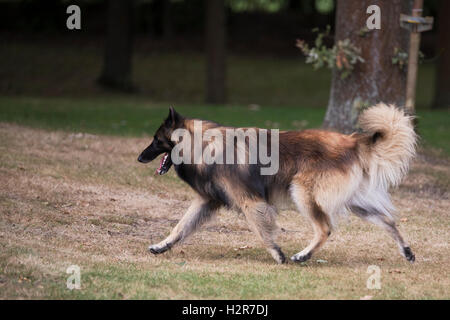Dog, Belgian Shepherd Tervuren, running in woods Stock Photo