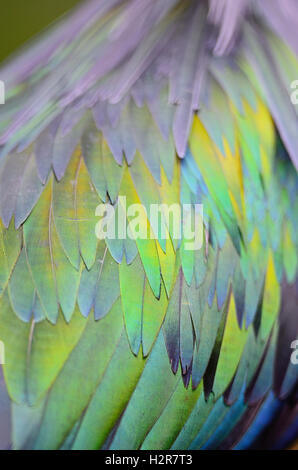 Nicobar Pigeon feathers Stock Photo