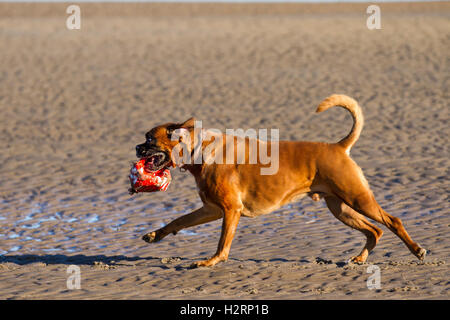 Southport, Lancashire.  2nd October, 2016.  UK Weather: Great start to the day with clear skies and sunshine as dog owners exercise their dogs on Ainsdale Beach. A variety of animals, including Cocker Spaniels, Labradors and a strange curly pet Cockapoo, called Roger chase up and down the foreshore splashing in the tidal waters of the Irish sea. © MediaWorld Images/Ģ����ý Live News Credit:  MediaWorldImages/Ģ����ý Live News Stock Photo