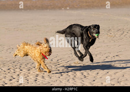 Southport, Lancashire.  2nd October, 2016.  UK Weather: Great start to the day with clear skies and sunshine as dog owners exercise their dogs on Ainsdale Beach. A variety of animals, including Cocker Spaniels, Labradors and a strange curly pet Cockapoo, called Roger chase up and down the foreshore splashing in the tidal waters of the Irish sea. © MediaWorld Images/Ģ����ý Live News Credit:  MediaWorldImages/Ģ����ý Live News Stock Photo