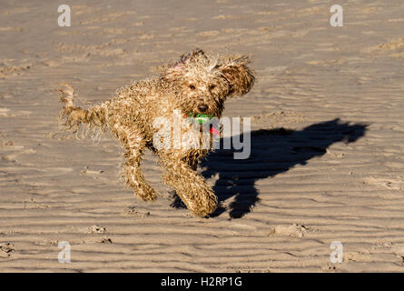 Southport, Lancashire.  2nd October, 2016.  UK Weather: Great start to the day with clear skies and sunshine as dog owners exercise their dogs on Ainsdale Beach. A variety of animals, including Cocker Spaniels, Labradors and a strange curly pet Cockapoo called Roger chase up and down the foreshore splashing in the tidal waters of the Irish sea. © MediaWorld Images/Ģ����ý Live News Credit:  MediaWorldImages/Ģ����ý Live News Stock Photo