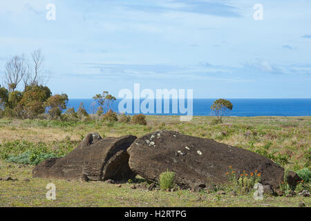 Rano Raraku. Abandoned and partially buried statue on Rapa Nui (Easter Island) Stock Photo