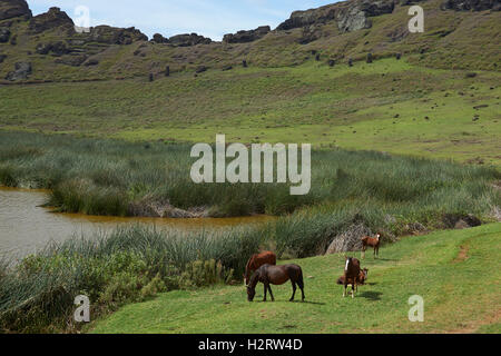 Horses grazing around the lake in the crater of the extinct volcano on Rapa Nui (Easter Island) Stock Photo