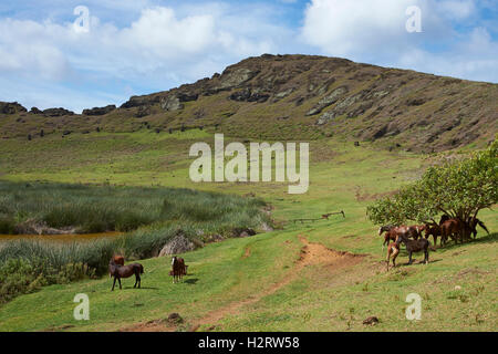 Horses grazing around the lake in the crater of the extinct volcano on Rapa Nui (Easter Island) Stock Photo