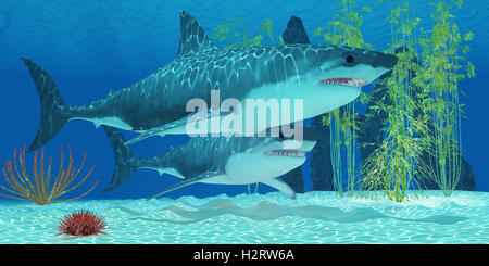 Pleistocene Megalodon Shark Stock Photo