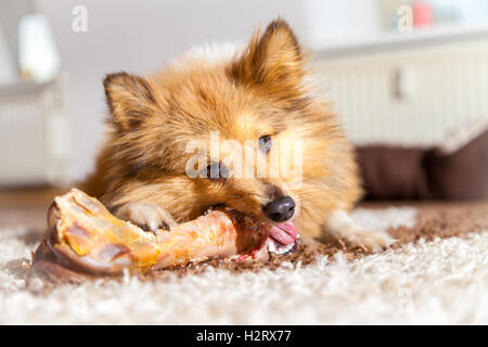 Shetland Sheepdog chews a pig bone Stock Photo