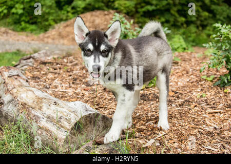 Dashiell, a three month old Alaskan Malamute puppy enjoying time at a local park in Issaquah, Washington, USA Stock Photo