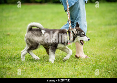 Dashiell, a three month old Alaskan Malamute puppy walking nicely beside his owner, in Issaquah, Washington, USA Stock Photo