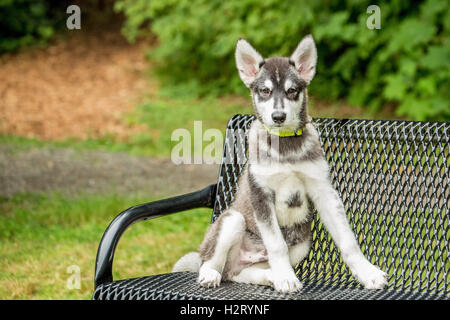 Dashiell, a three month old Alaskan Malamute puppy sitting on a park bench in Issaquah, Washington, USA Stock Photo