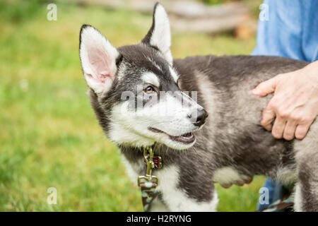 Dashiell, a three month old Alaskan Malamute puppy portrait, in Issaquah, Washington, USA Stock Photo