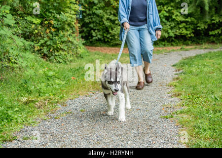 Dashiell, a three month old Alaskan Malamute puppy enthusiastically pulling on his leash, in Issaquah, Washington, USA Stock Photo