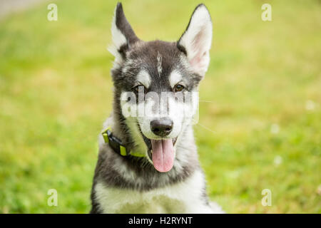 Dashiell, a three month old Alaskan Malamute puppy portrait, in Issaquah, Washington, USA Stock Photo