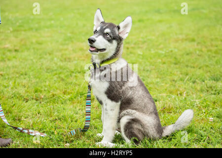 Dashiell, a three month old Alaskan Malamute puppy learning 'sit' and 'stay' commands at the park in Issaquah, Washington, USA Stock Photo