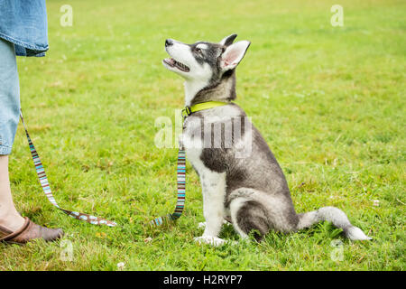 Dashiell, a three month old Alaskan Malamute puppy learning 'sit' and 'stay' commands at the park in Issaquah, Washington, USA Stock Photo