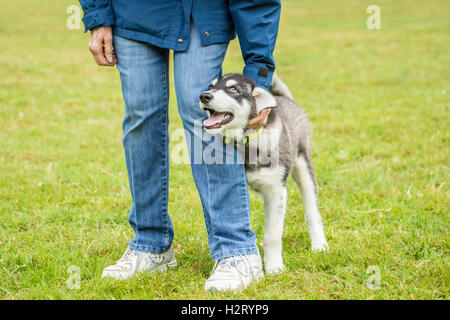 Dashiell, a three month old Alaskan Malamute puppy greeting a friendly neighbor in a local park, in Issaquah, Washington, USA Stock Photo