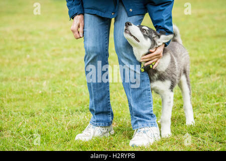 Dashiell, a three month old Alaskan Malamute puppy greeting a friendly neighbor in a local park, in Issaquah, Washington, USA Stock Photo