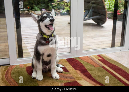 Dashiell, a three month old Alaskan Malamute puppy portrait in a sun room in Issaquah, Washington, USA Stock Photo