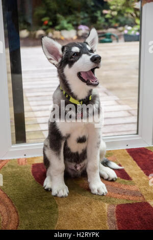 Dashiell, a three month old Alaskan Malamute puppy portrait in a sun room in Issaquah, Washington, USA Stock Photo