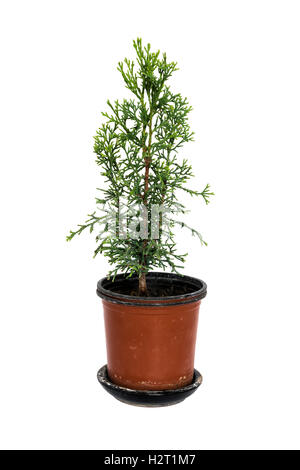 Domestic cypress in pot isolated on white background Stock Photo