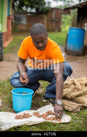 A fair trade producer performs a quality check on a farmer’s macadamia nut harvest in Kirinyaga County, Kenya. Stock Photo