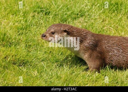 Otter (Lutra lutra) at the British Wildlife Centre in Surrey, UK Stock Photo