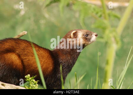 Male polecat or european polecat (Mustela putorius) at the British Wildlife Centre in Surrey, UK Stock Photo