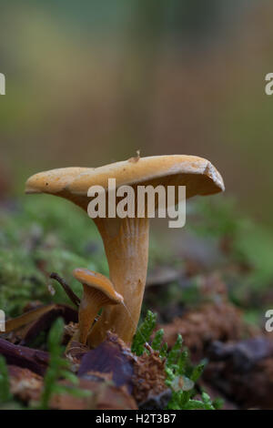 Common funnel cap toadstool (Clitocybe gibba) on woodland floor in England UK Stock Photo