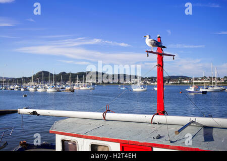 A watchful seagull 'looking for chips' on Conwy quayside, Conway, Wales, GB Stock Photo