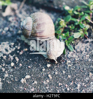 Snail on the road close up photo in retro style Stock Photo
