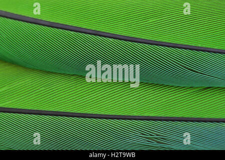 Close up macro photo of parrot's feather beautiful background Stock Photo