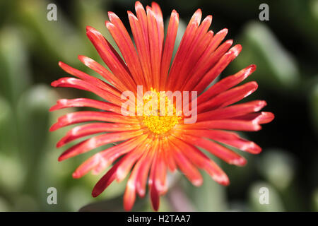 Red close up macro photo of exotic flower Stock Photo