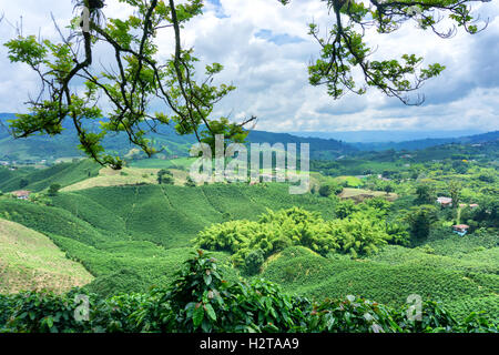 Coffee landscape on a hacienda near Manizales, Colombia Stock Photo
