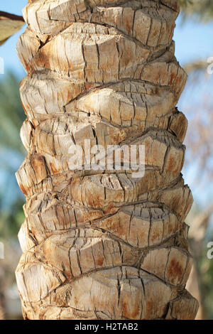 Palm tree trunk texture close up photo Stock Photo